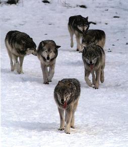wolves2.jpg